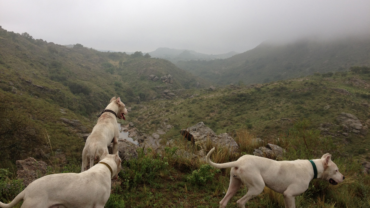 Dogo Argentino Hunting