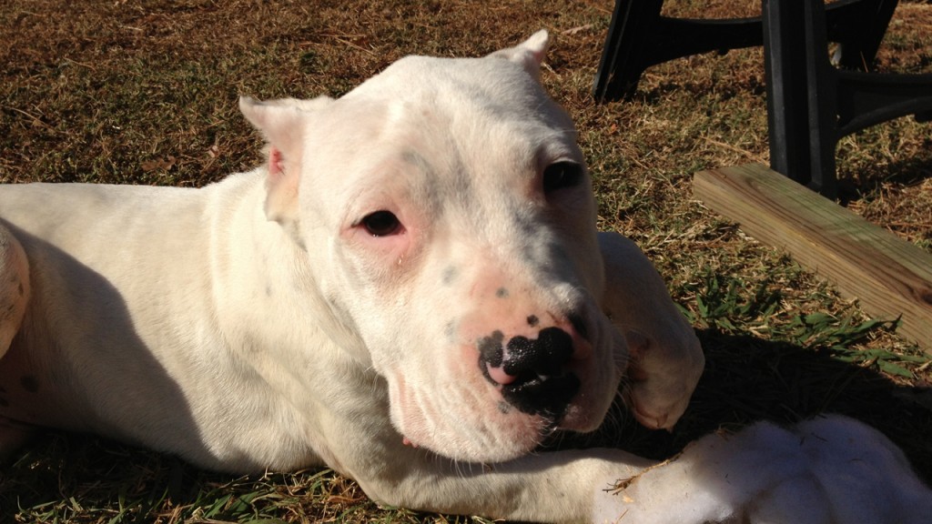 Dogo Argentino Gallery Schaffer Ridge Dogo Kennel Schaffer Ridge