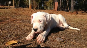 dogo argentino