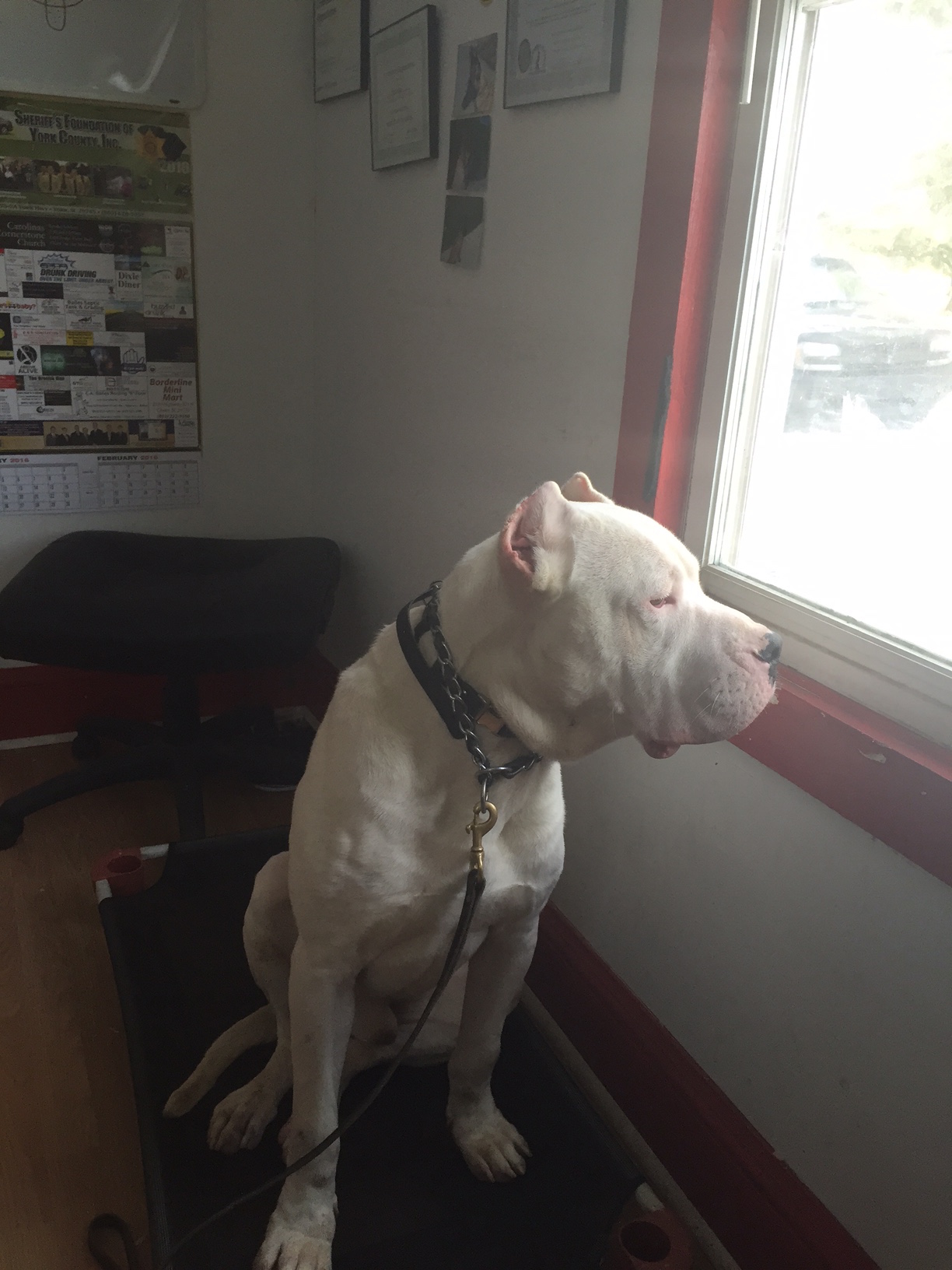 PUMA owned by SCHAFFER RIDGE DOGO KENNEL