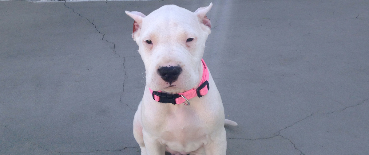 Joy the Dogo Argentino Puppy