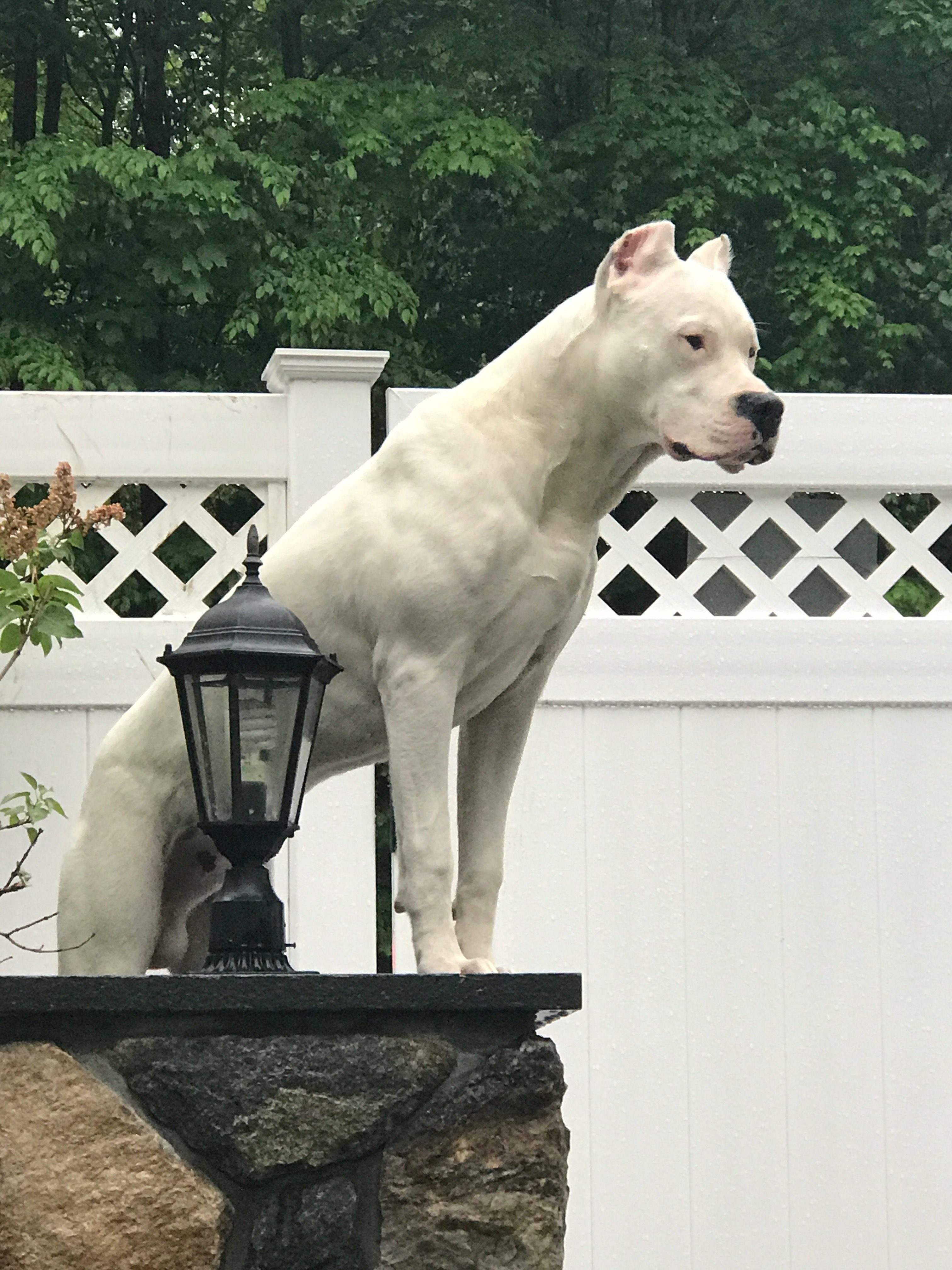 Zeus