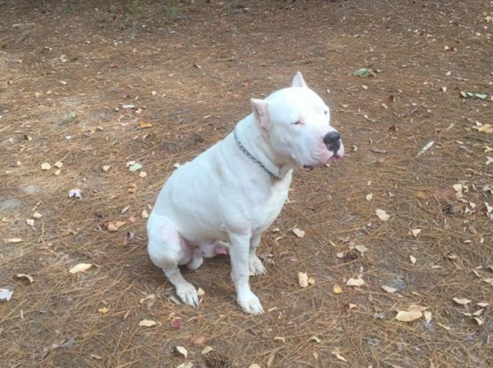 BEAR owner SCHAFFER RIDGE DOGO KENNEL
