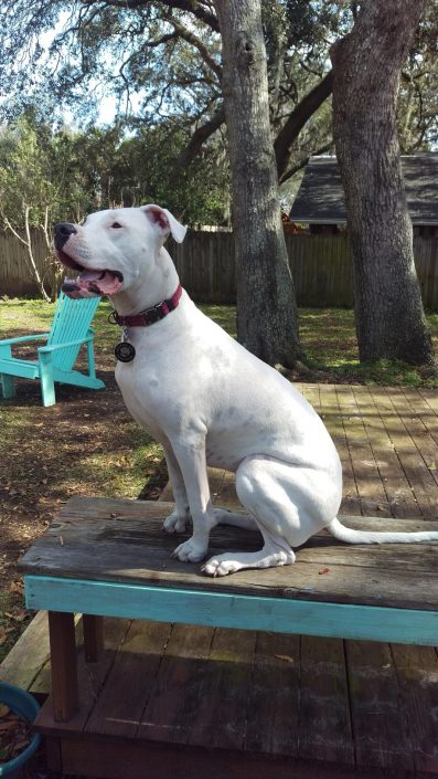 Allie (f) owned by the Applegate family