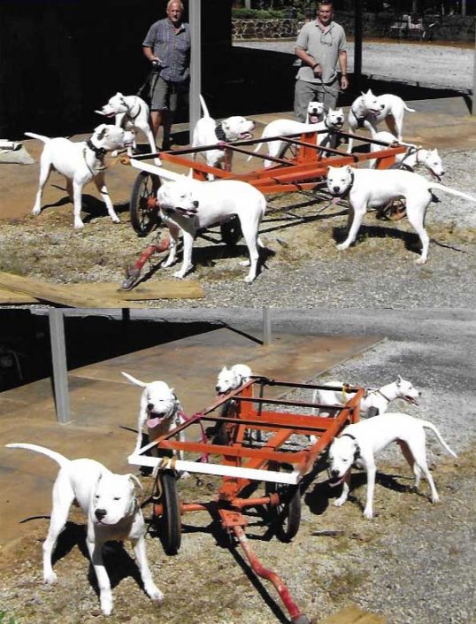 dogo-puppies-training